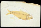 Fossil Fish (Knightia) - Green River Formation #126467-1